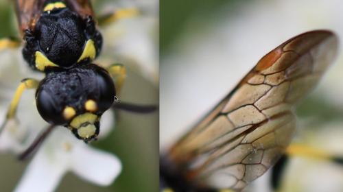 Tenthredo sp.